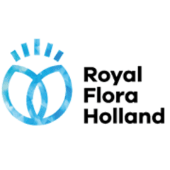 Royal Flora Holland 240 240